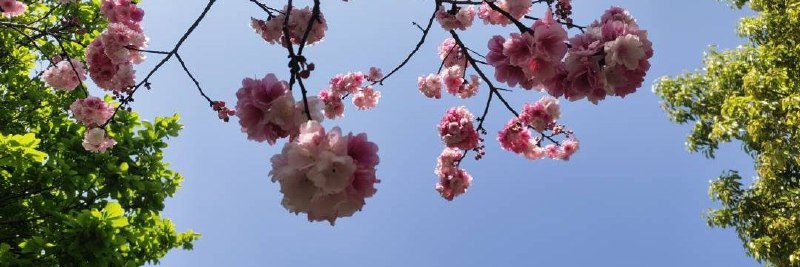 看樱花满天，悲伤在流转